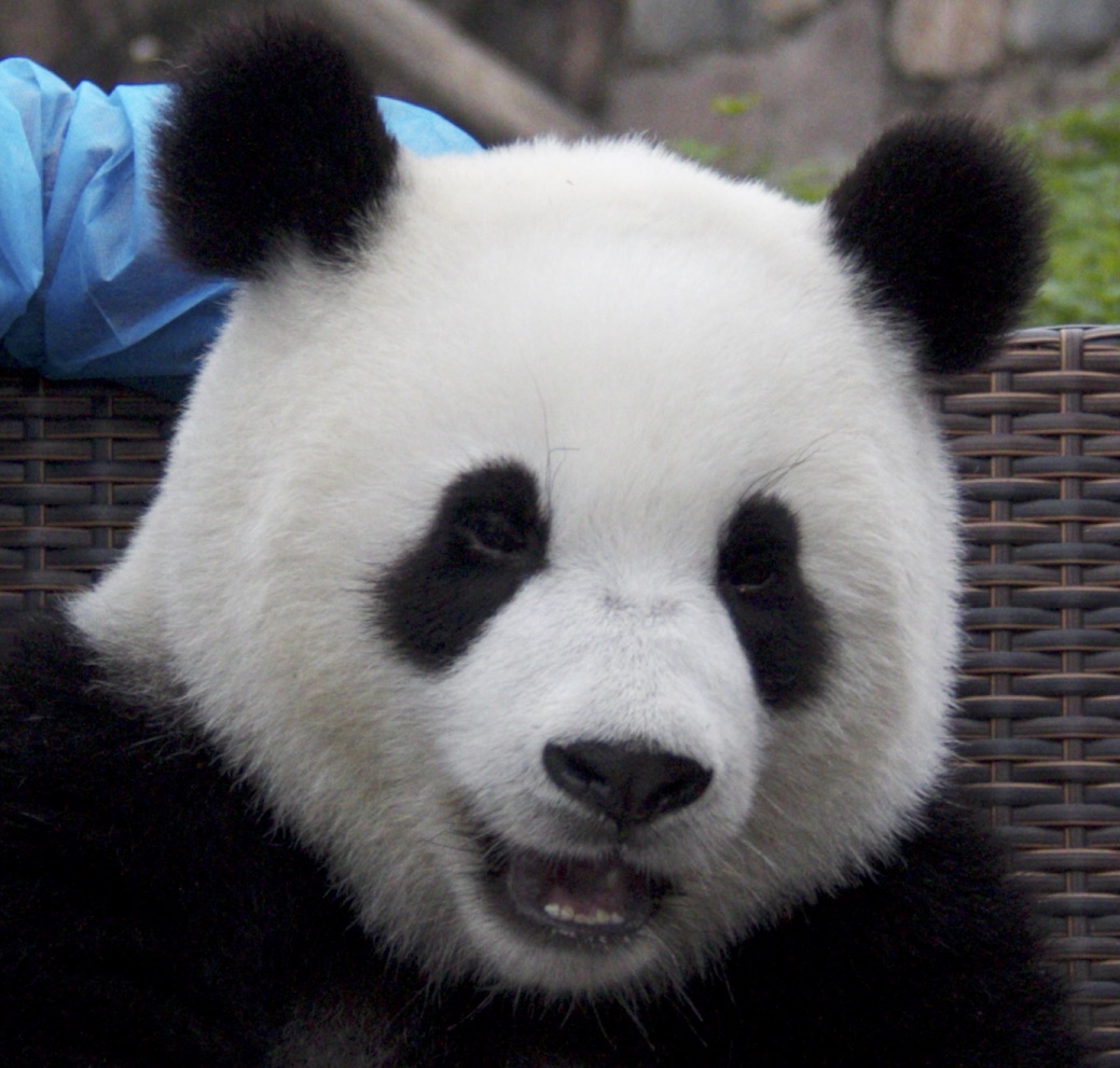 panda1